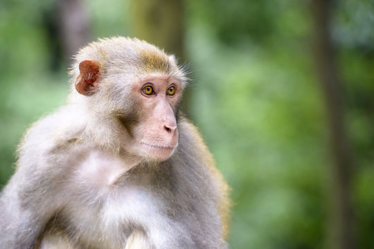 Macaque of Guiyang, China