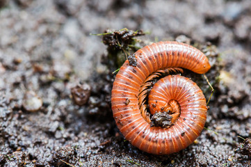 Small millipede