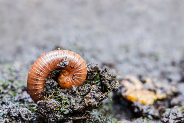 Small millipede