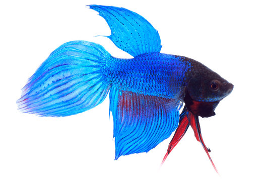 Siamese fighting fish (Betta splendens), on white background