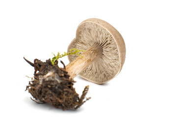 mushroom