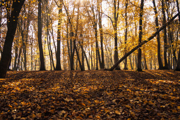 Autumn forest