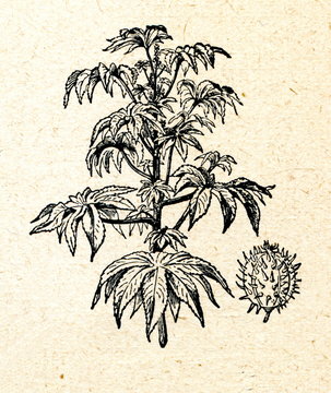 Castor Oil Plant (Ricinus Communis)