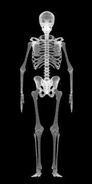 Human body, skeleton