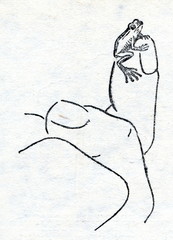 Obraz premium Monte Iberia eleuth (Eleutherodactylus iberia)