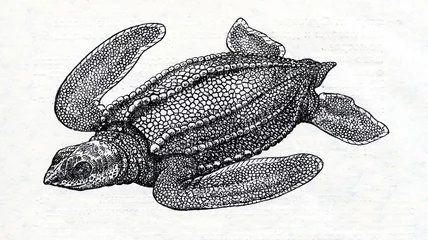 Tableaux ronds sur aluminium brossé Tortue Leatherback sea turtle (Dermochelys coriacea)