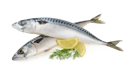 mackerel fish isolated