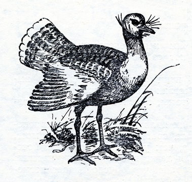 Great bustard (Otis tarda)