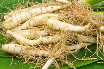 rhizomes et racines d'arrow-root