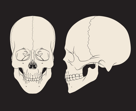 Human skull (male). Vector illustration