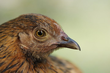 Huhn im Profil