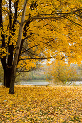 Autumn tree in park with colorful fall leaves