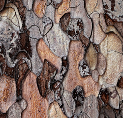Wooden texture of pine-tree