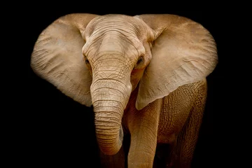 Crédence de cuisine en verre imprimé Éléphant l& 39 éléphant