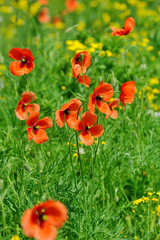 Field with young poppies
