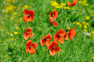 Field with young poppies