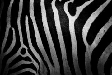 Fototapeta na wymiar zebra skin