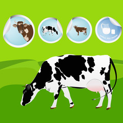 Cow.Farming dairy product.Fresh milk