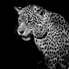 Leopard portrait