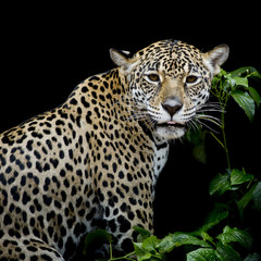 Jaguar portrait