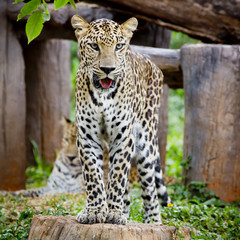 Leopard portrait
