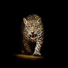 Leopard portrait