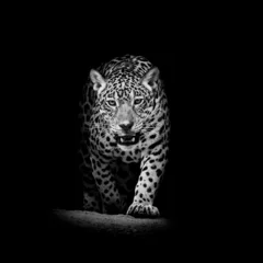 Crédence de cuisine en verre imprimé Best-sellers Animaux Portrait de léopard