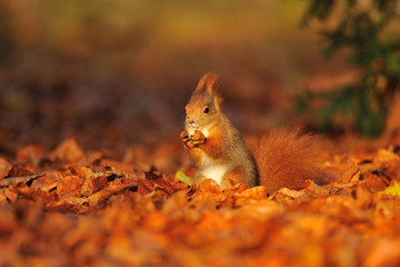 Red squirrel with hazelnut on leafs