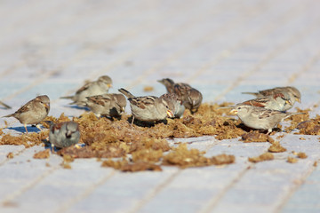 Passer domesticus, House Sparrow.