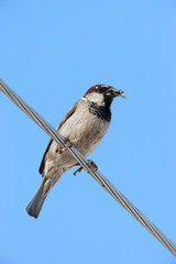 Passer domesticus, House Sparrow.