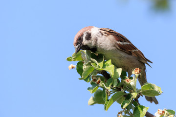 Passer montanus, Tree Sparrow.