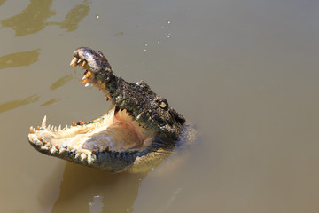 Crocodile with mouth open