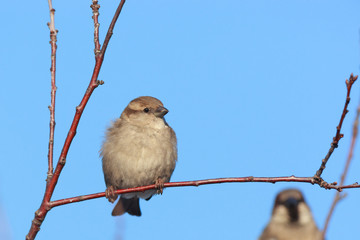 Passer domesticus, House Sparrow.