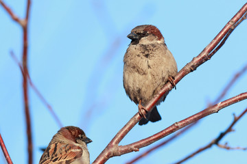 Passer domesticus, House Sparrow.