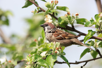 Passer montanus, Tree Sparrow.