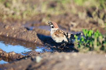 Passer montanus, Tree Sparrow.