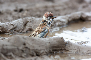 Passer montanus, Tree Sparrow.