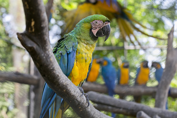 Beautiful Pet Parrot