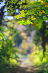 Fototapeta na wymiar Colorful autumn foliage in the forest, on a beautiful fall day