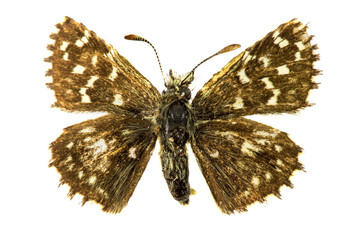 Obraz na płótnie Canvas Safflower Skipper butterfly