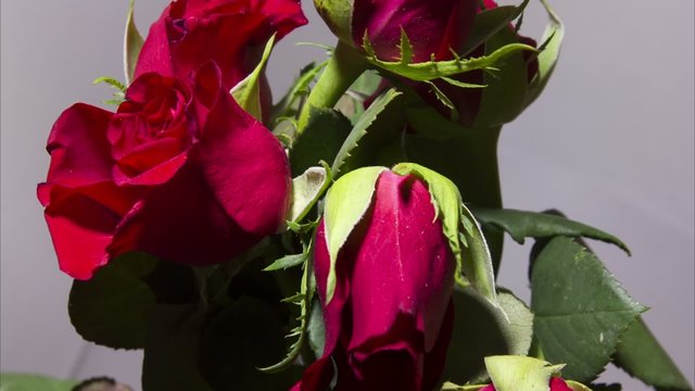 Zeitraffer verwelkte Rose bl&uuml;ht auf