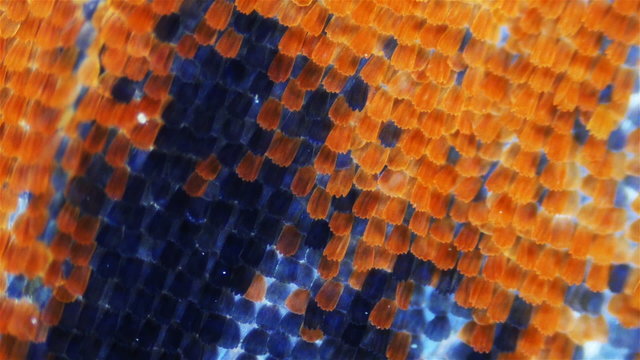 Butterfly wings. Sequence. Macro