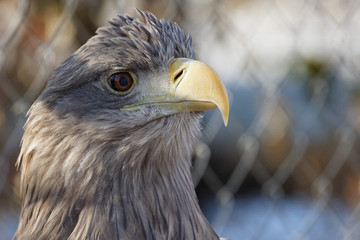 Орлан белохвост