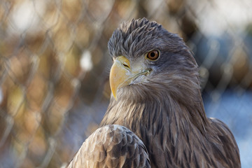 Орлан белохвост