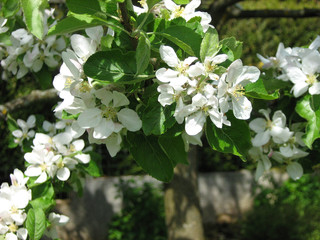 Flowering apple-tree