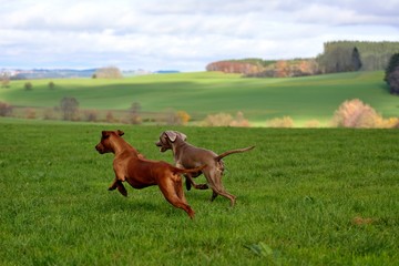 Laufende Hunde