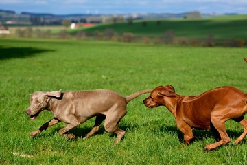 Spielende Hunde