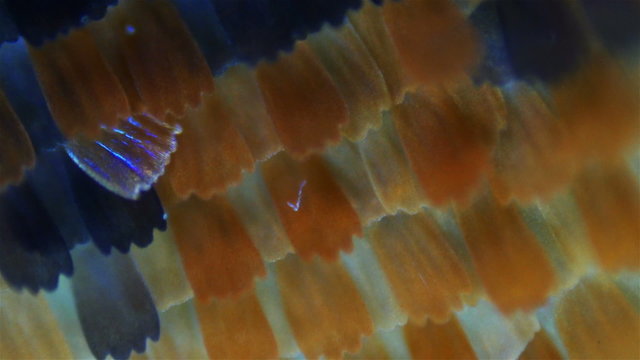 Butterfly wings. Sequence. Macro