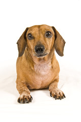 Cute Dachshund Puppy