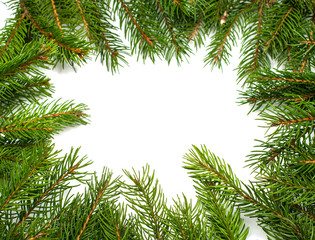 spruce twigs